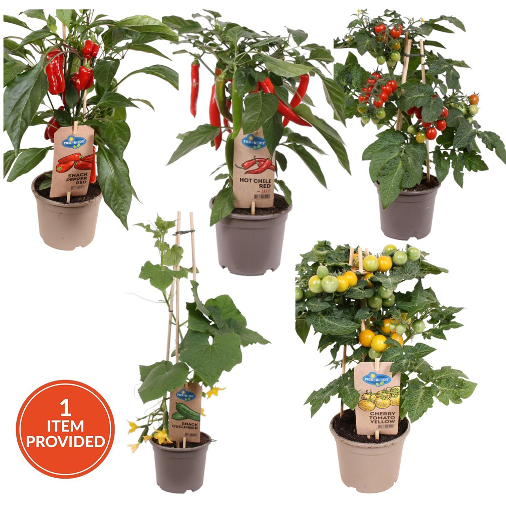 Pick-and-Joy Vegetable Mix Potted Plant Image 1