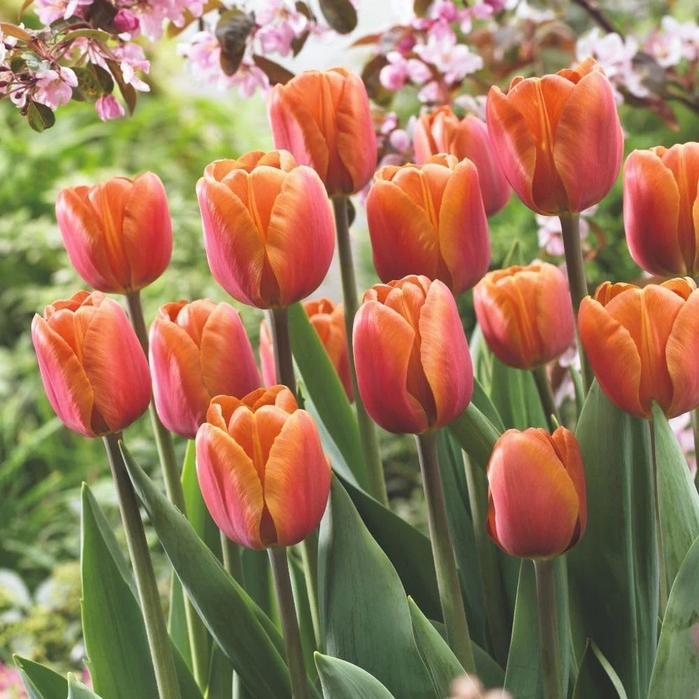 Thompson and Morgan Tulip Single Triumph Late Brown Sugar Planting Bulb 8 Pack Image 4