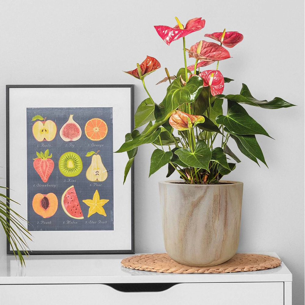 LECHUZA Hortico Craft Wooden Round Indoor Plant Pot 24 x 27cm 2 Pack Image 4