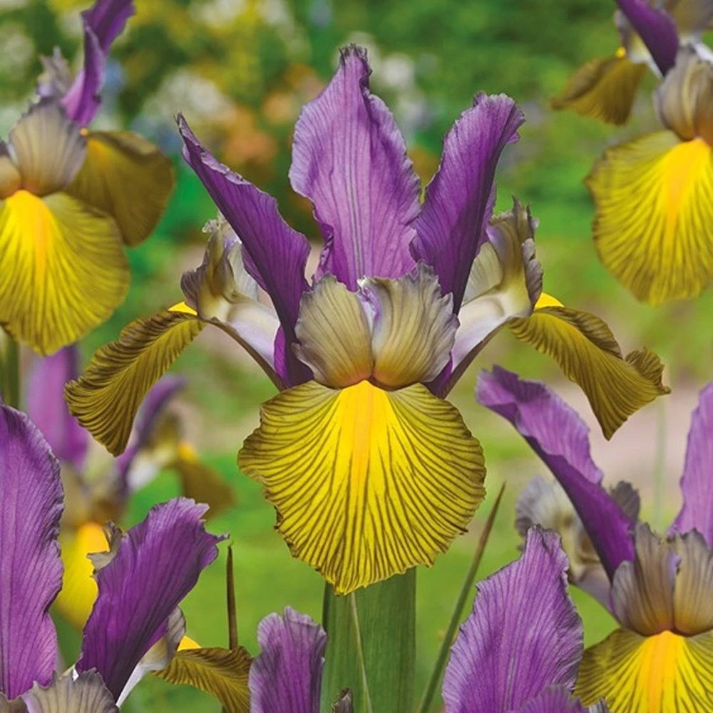 Thompson and Morgan Iris Picasso Autumn Planting Bulb 8 Pack Image 1