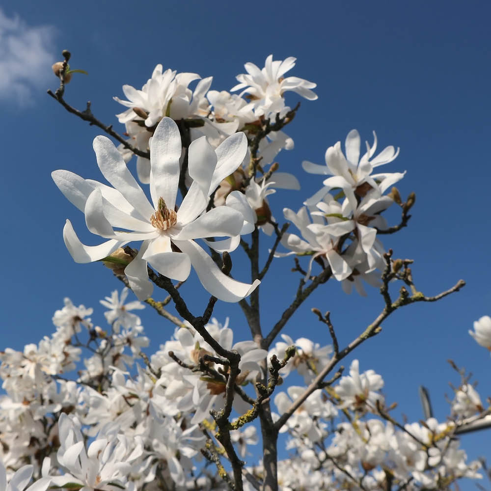YouGarden Standard Star Magnolia Stellata Plant Pot Image 1