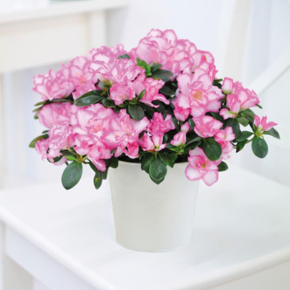 Thompson and Morgan Christmas Gift Pink and White Azalea Plant Pot 12cm Image 7