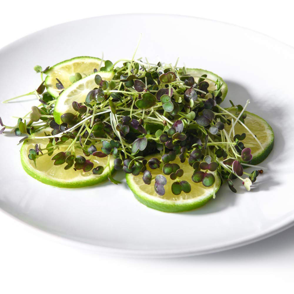 Thompson & Morgan Microgreens Pak Choi Purple Rain F1 Seeds Image 3