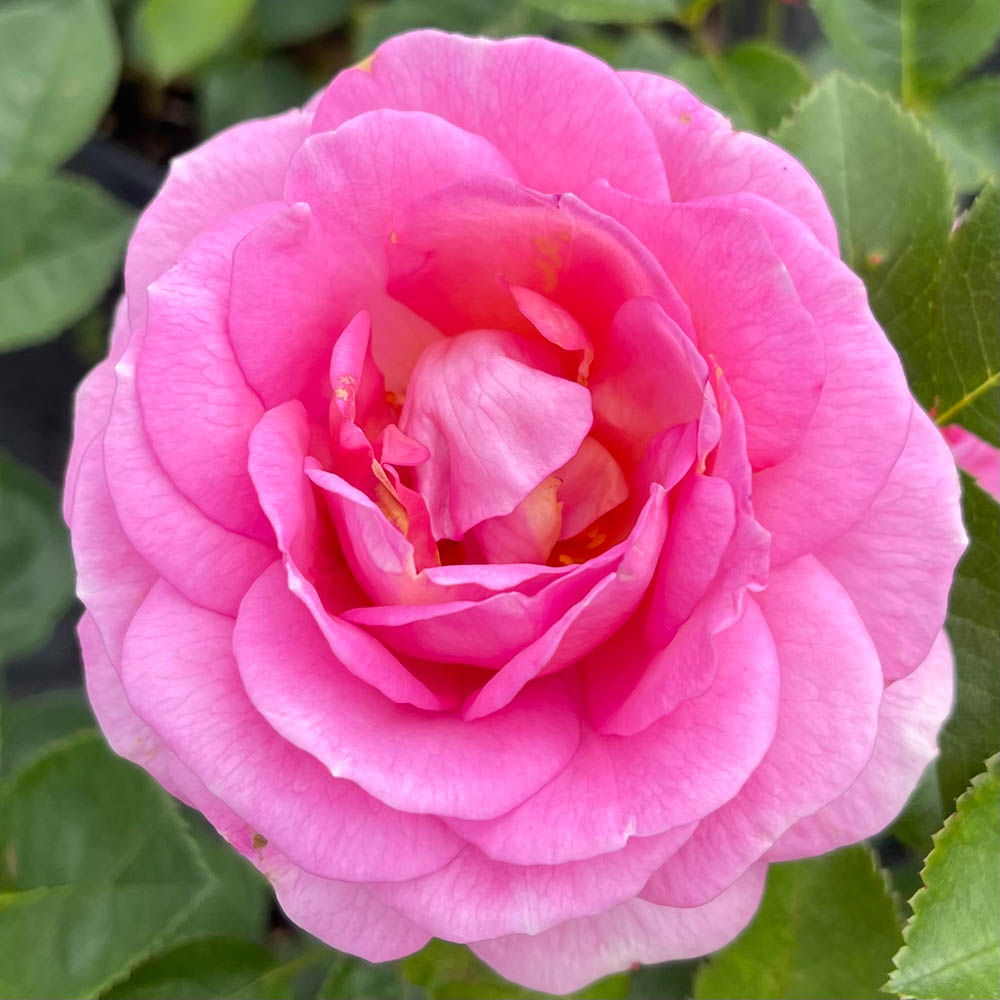 YouGarden Rose Special Mum Plant in Pot 4.5L Image 1