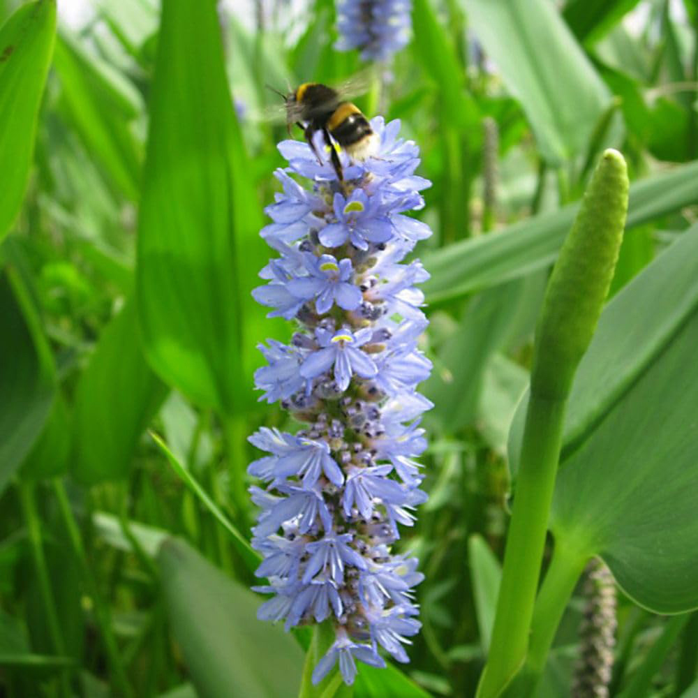 Thompson and Morgan Pontederia Cordata Lanceolata Plant Pot 9cm 2 Pack Image 1