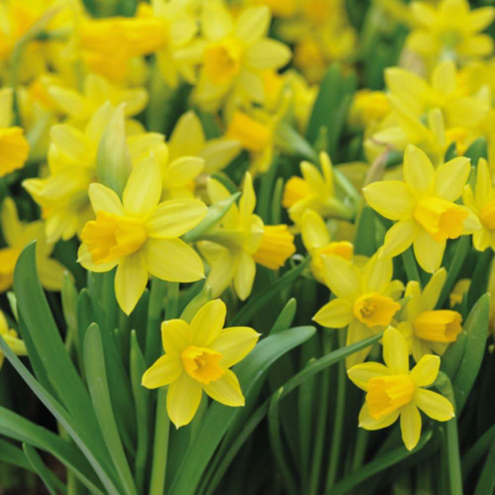 Thompson and Morgan Christmas Gift Narcissus Tete A Tete Plant in Bowl 17cm Image 3