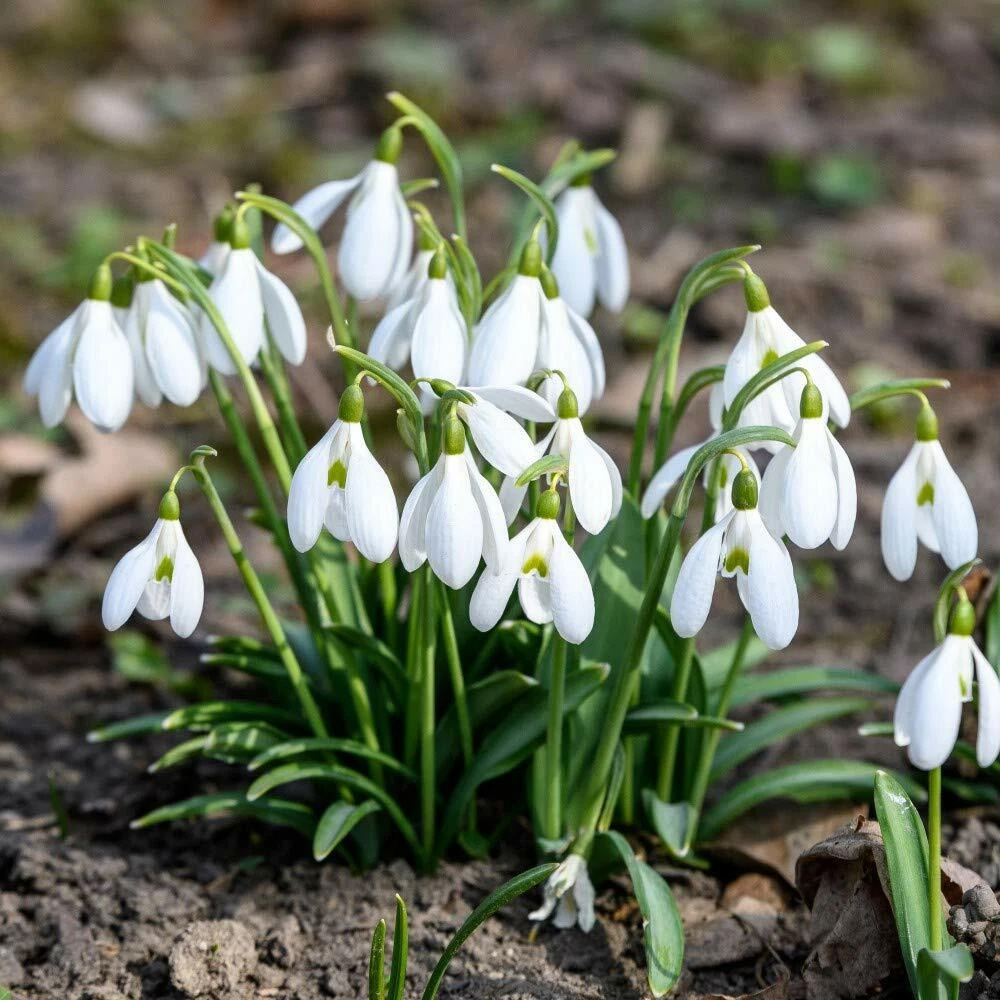 Thompson and Morgan Galanthus Elwesii Snowdrop Giant Autumn Planting Bulb 8 Pack Image 3