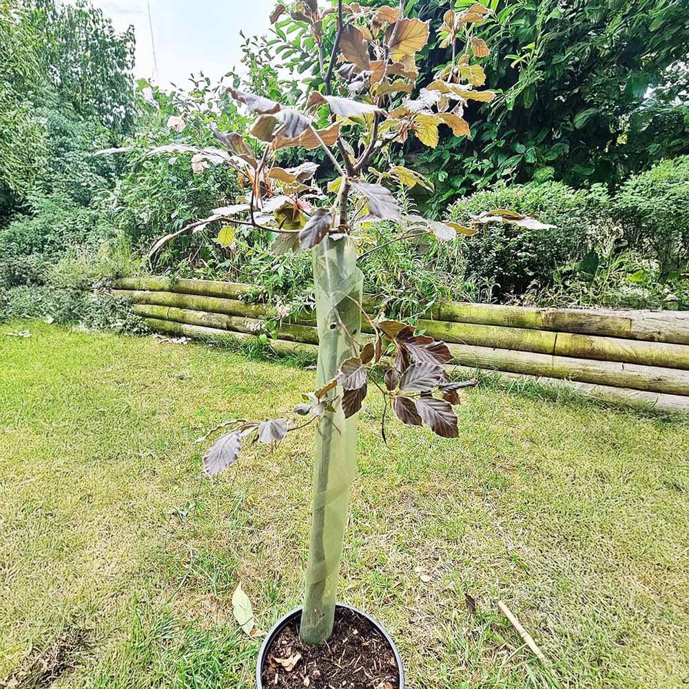 Inspirational Gifting Clear Spiral Tree Guard 60cm x 38mm 250 Pack Image 2