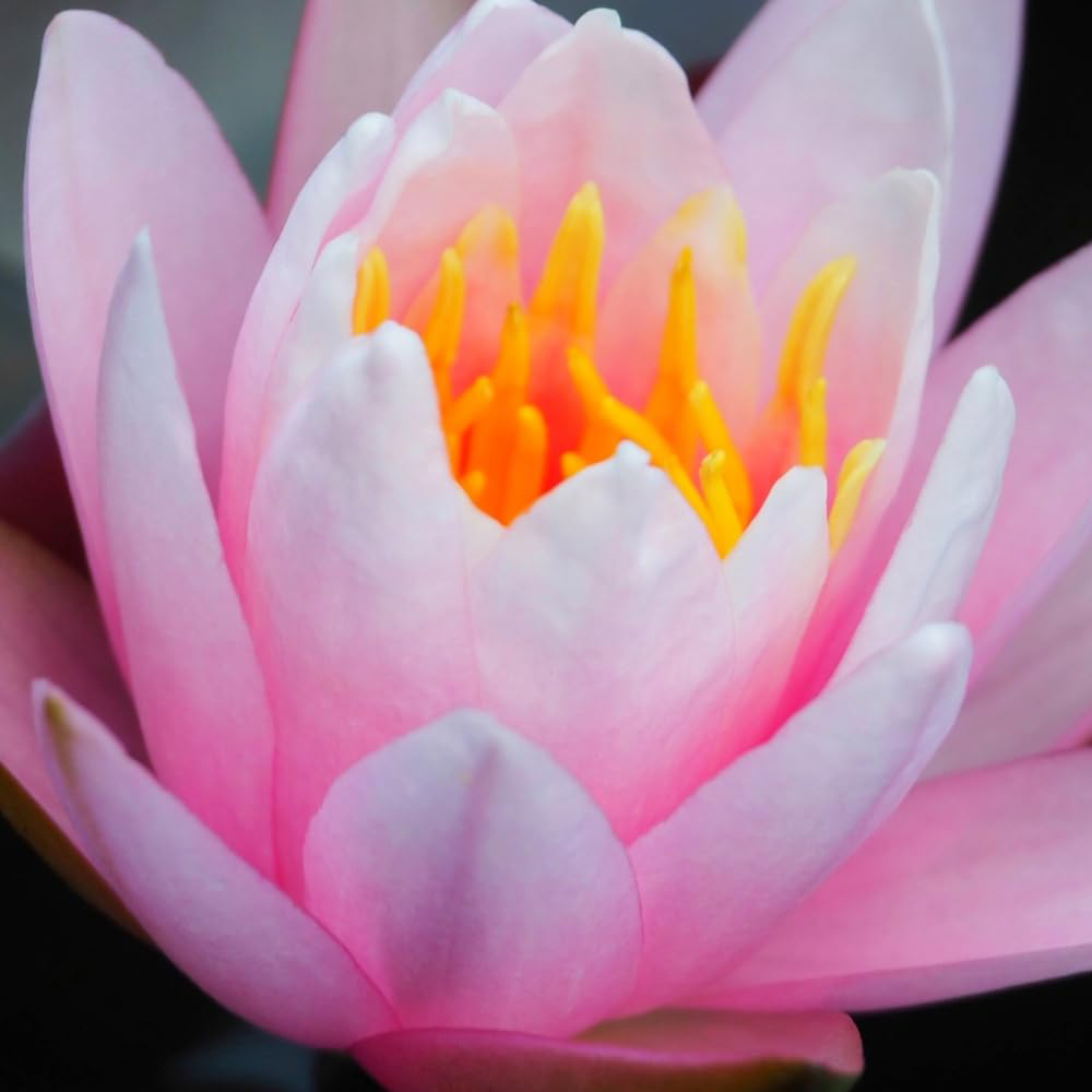 Thompson and Morgan Nymphaea Pink Waterlily Plant Pot 9cm Image 2