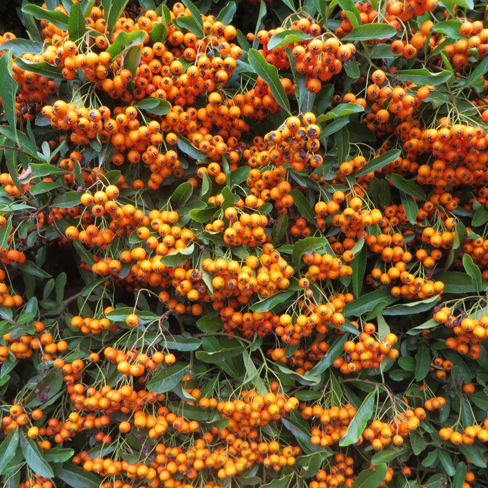 Thompson and Morgan Pyracantha Firelight Plant Pot 9cm 3 Pack Image 2