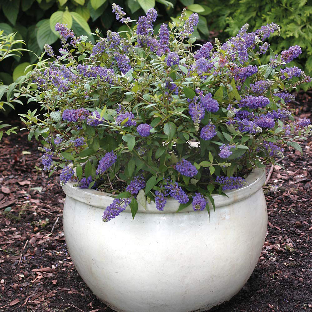 Thompson and Morgan Buddleja Blue Chip Plant Pot 3L Image 2