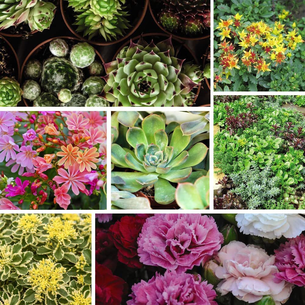 Thompson & Morgan Nurserymans Choice Alpine Mix Jumbo Plant Plug Image 1