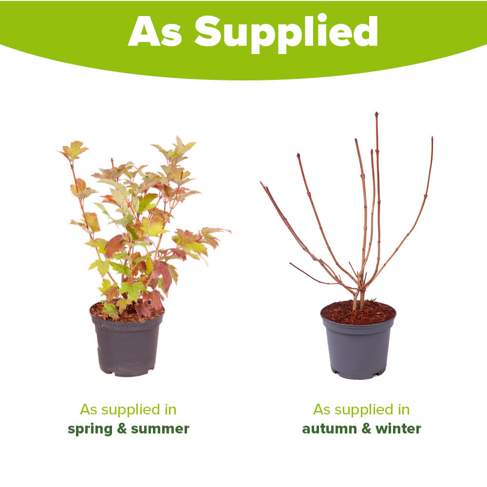 YouGarden Snowball Tree Viburnum Opulus Roseum Plant Pot 2L Image 3