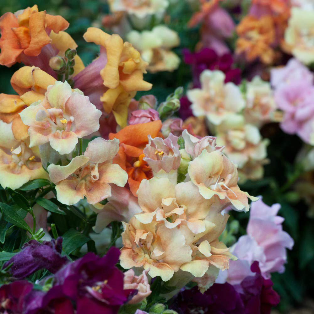 Thompson and Morgan Antirrhinum Mini Butterflies Garden Ready Plant 15 Pack Image 1