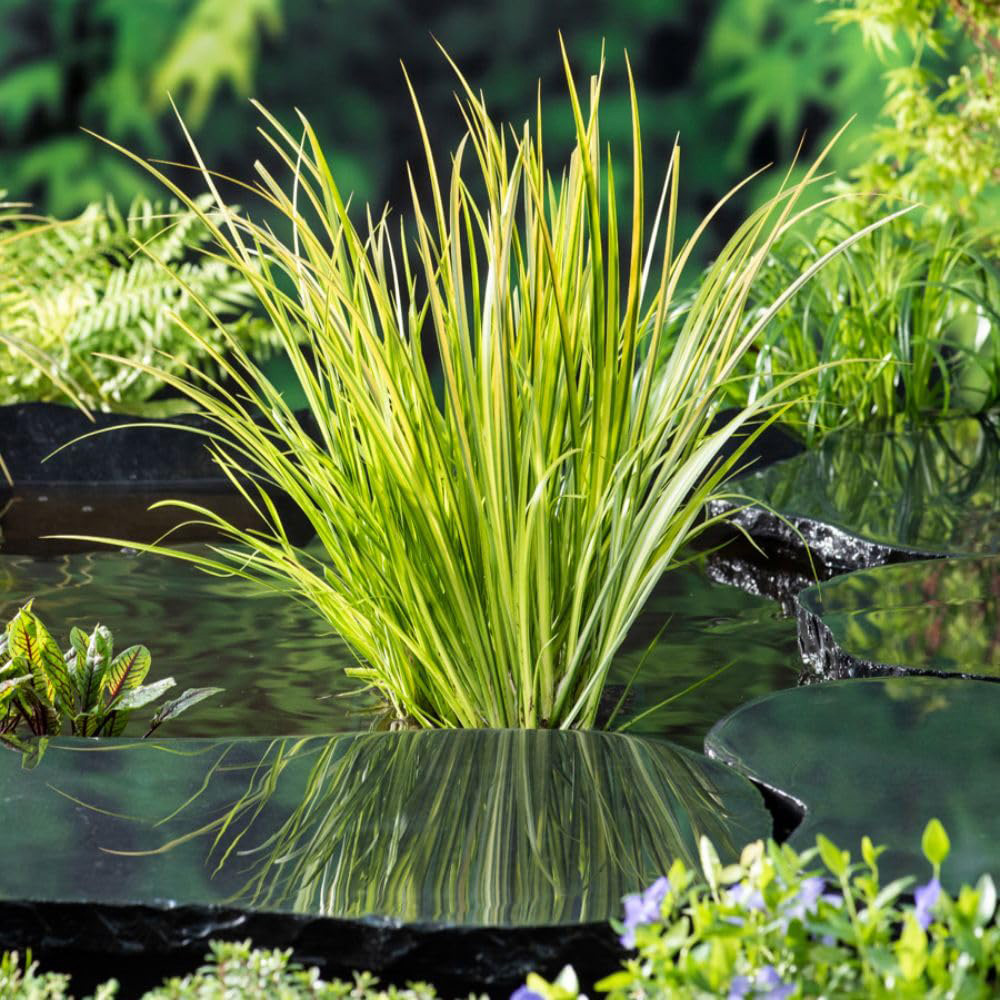 Thompson & Morgan Acorus Calamus Gramineus Plant Pot 9cm Image 1