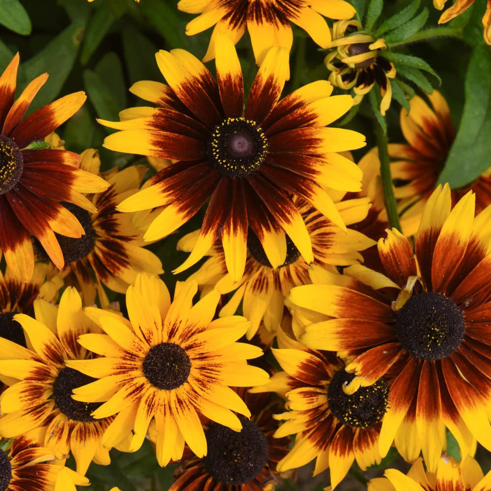 Thompson & Morgan Rudbeckia Sputnik Kelvedon Star Seeds Image