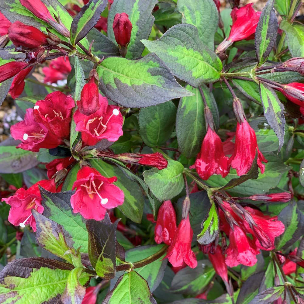 Thompson and Morgan Weigela Camouflage Plant Pot 9cm 3 Pack Image 3