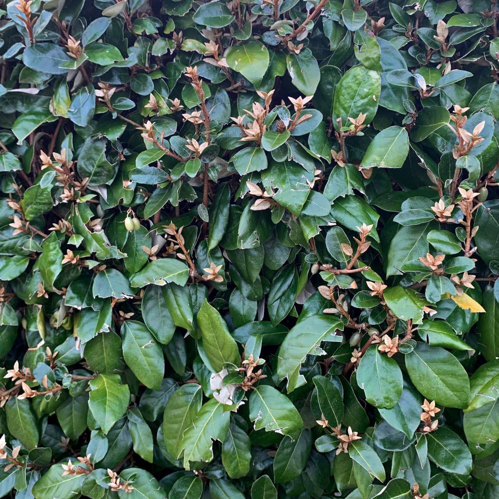 Thompson and Morgan Elaeagnus Ebbingei Plant Pot 35L Image 1