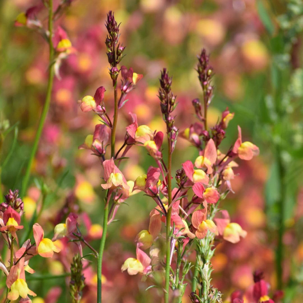 Thompson and Morgan Linaria Maroccana Licilia Peach Seed Packet Image 2