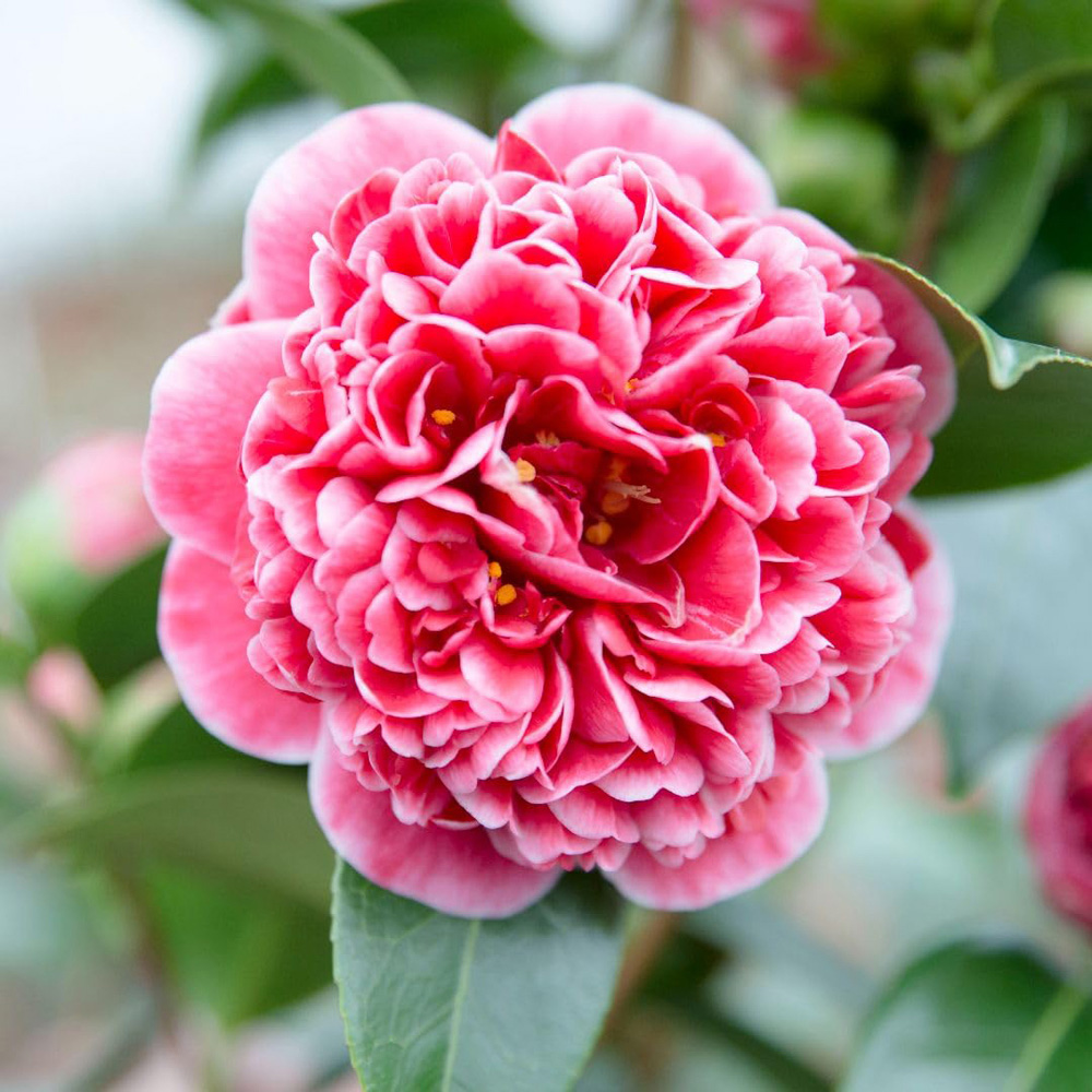 Thompson and Morgan Camellia Japonica Volunteer Plant Pot 15cm Image 1