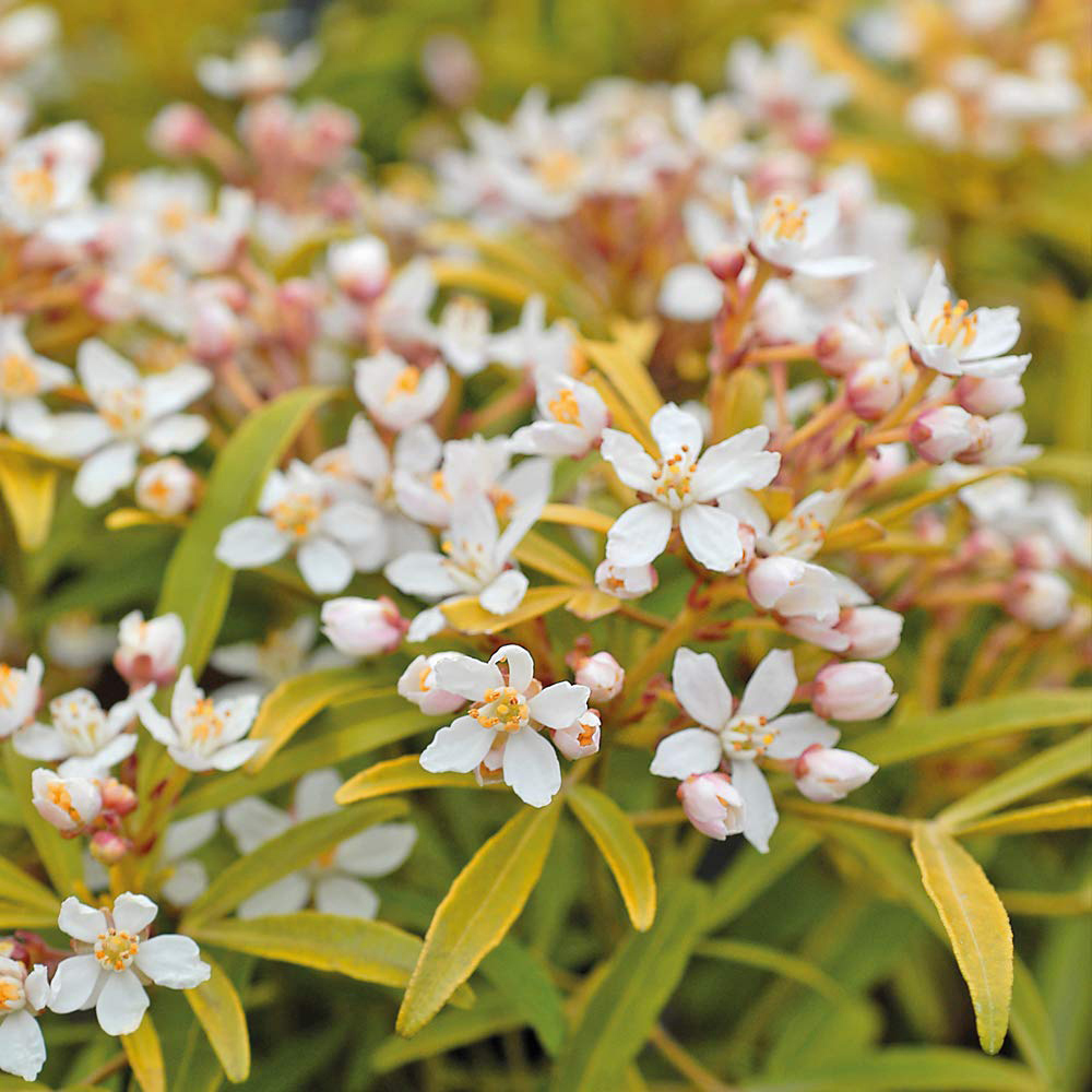 Thompson and Morgan Choisya Sundance Plant Pot 3L 2 Pack Image 3