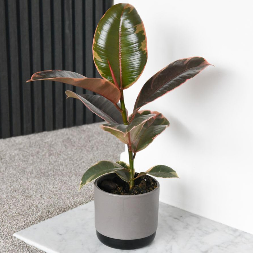 Thompson and Morgan Ficus Elastica Belize Plant Pot 12cm 2 Pack Image 1
