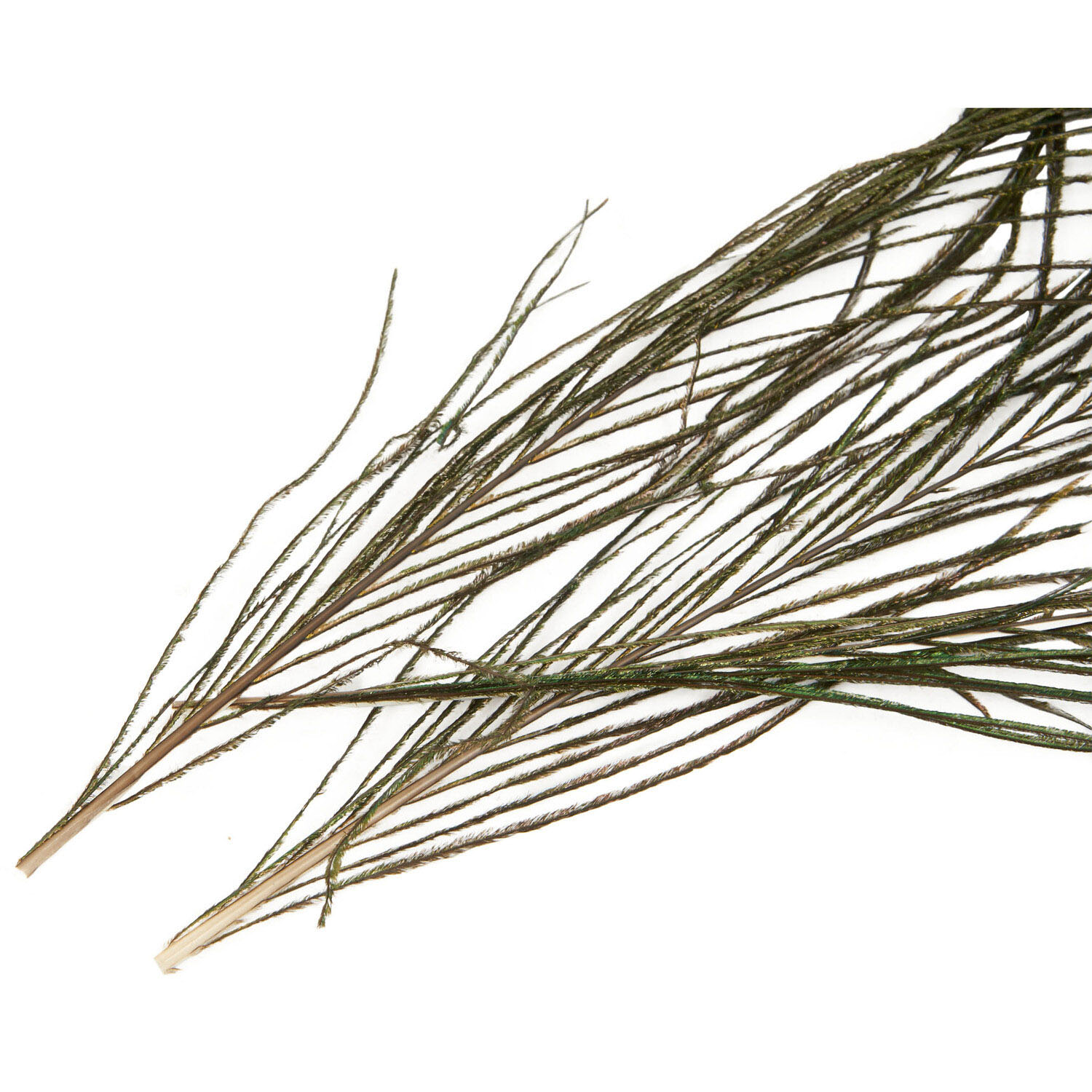 Art Studio Peacock Feathers Image 5