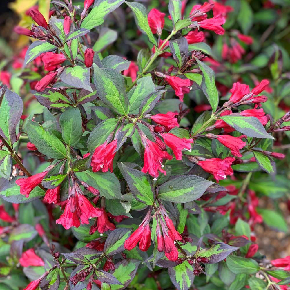 Thompson and Morgan Weigela Camouflage Plant Pot 9cm 3 Pack Image 2