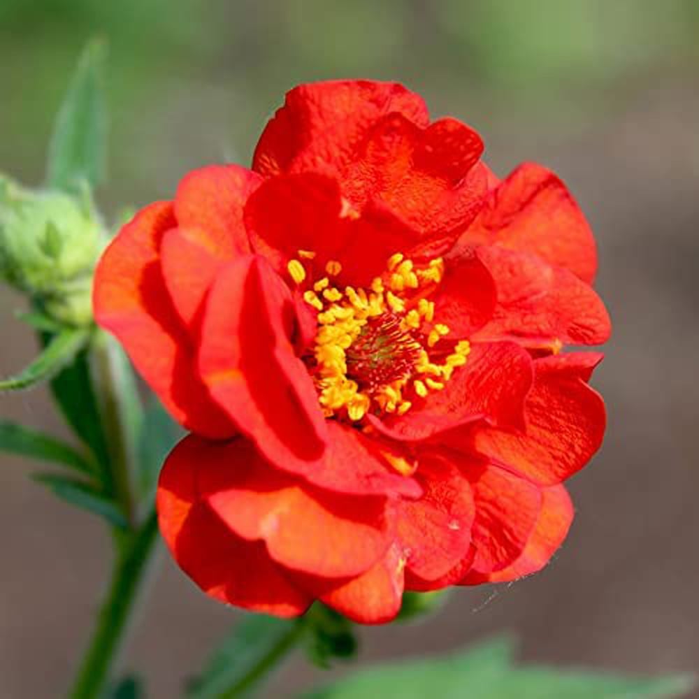 Thompson and Morgan Geum Mrs J. Bradshaw Plant Plug 48 Pack Image 1