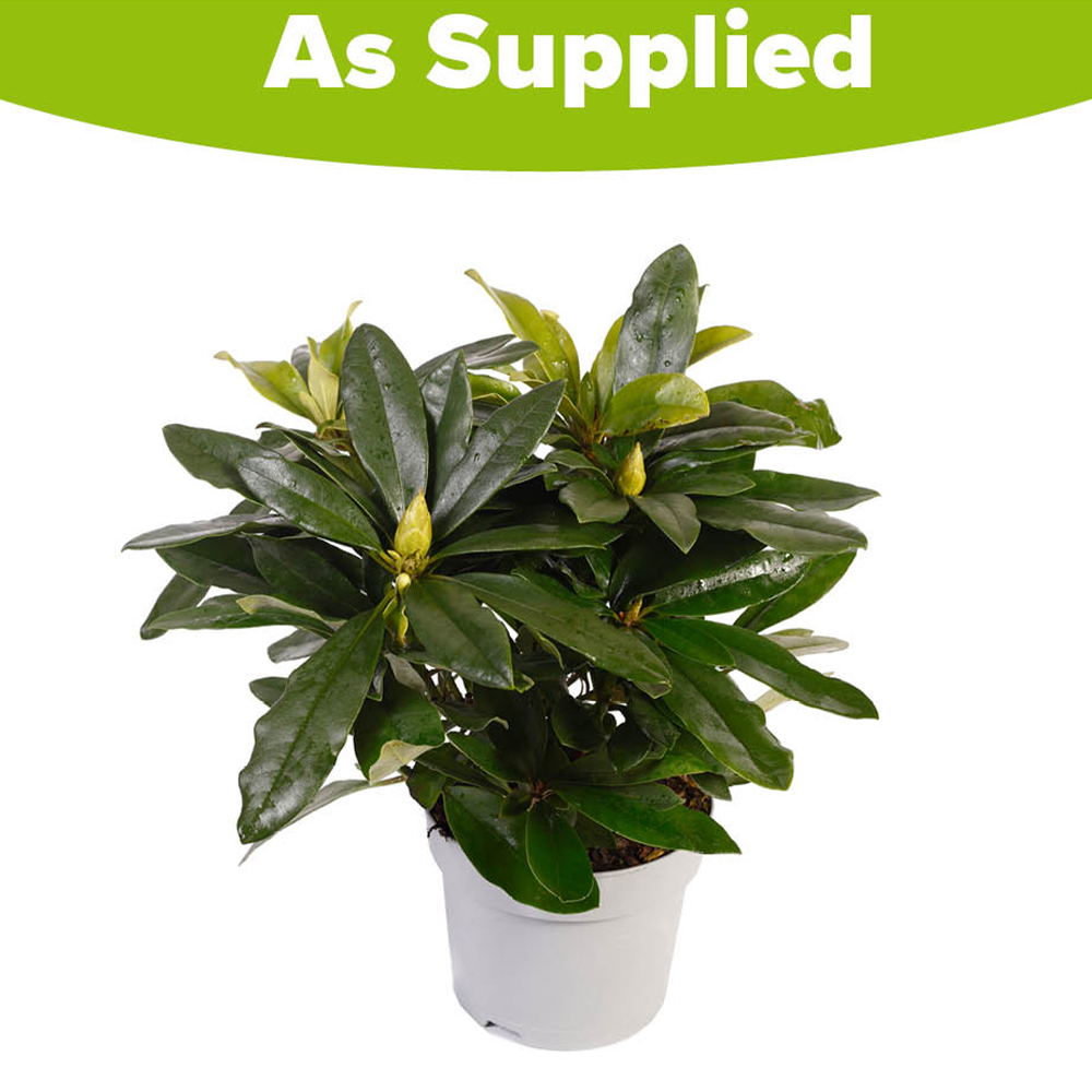 YouGarden Lilac Rhododendron Hybrid Plant Pot 15cm Image 3