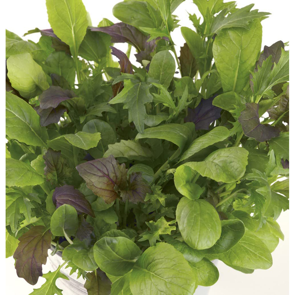 Thompson and Morgan Salad Leaves Colourfully Mild Mixed Seeds Image 4