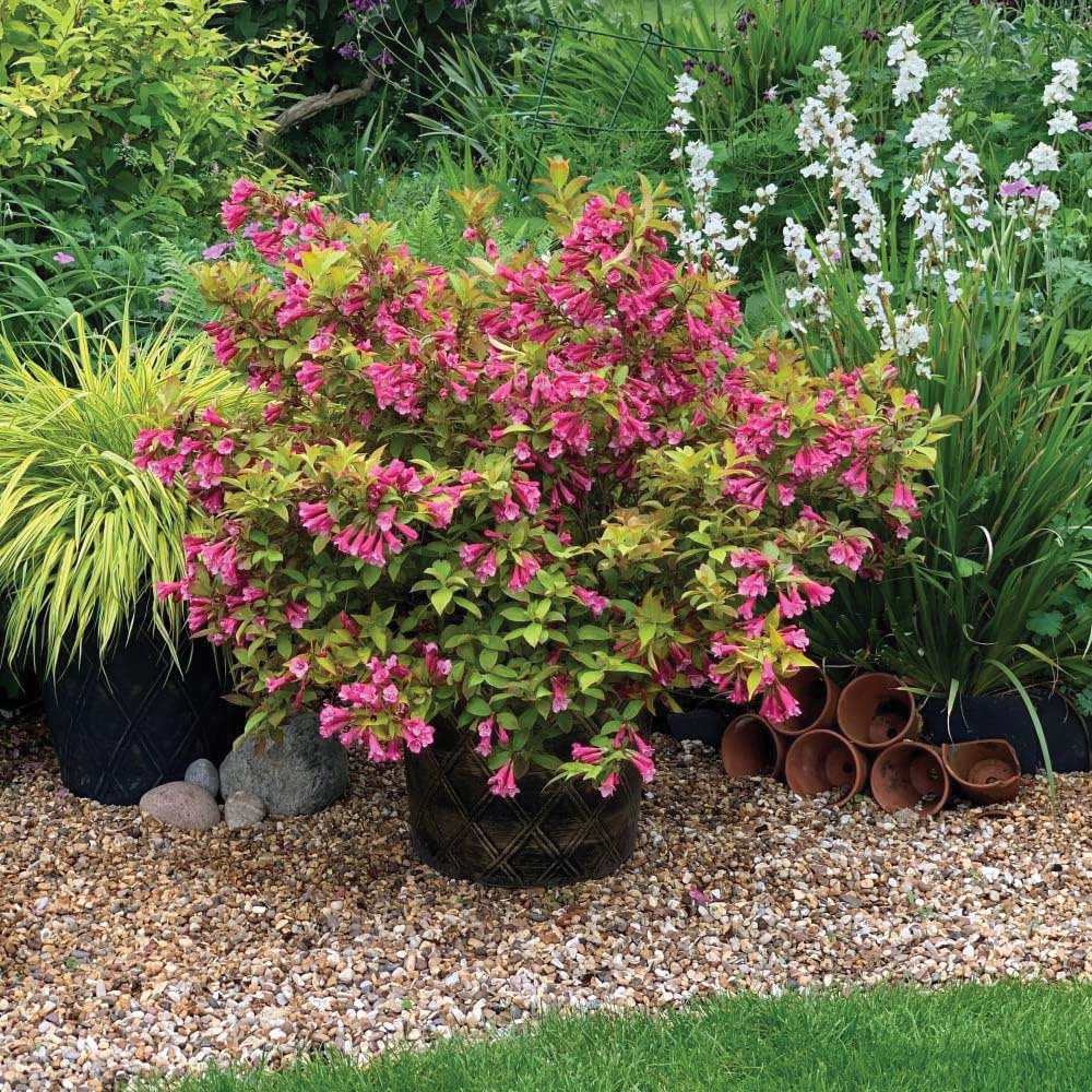 Thompson and Morgan Weigela Magic Carpet Plant Pot 9cm 2 Pack Image 4