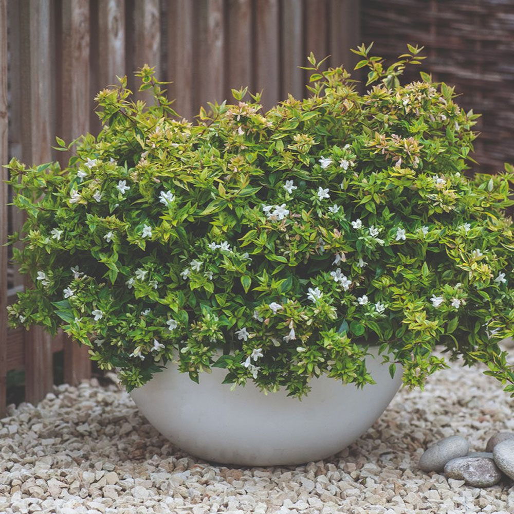 Thompson and Morgan Abelia Kaleidoscope Plant Pot 9cm 3 Pack Image 1