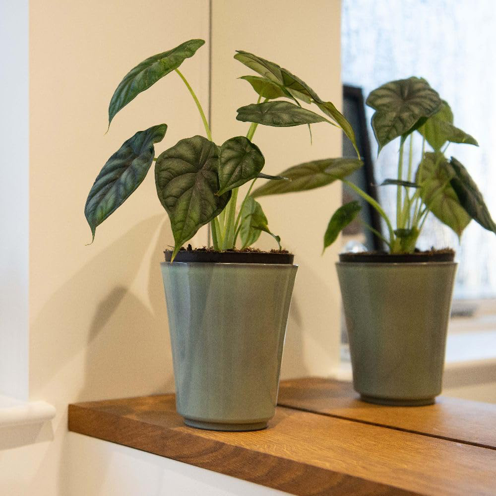 Thompson & Morgan Alocasia Dragonscale Plant Pot 13cm 2 Pack Image 3