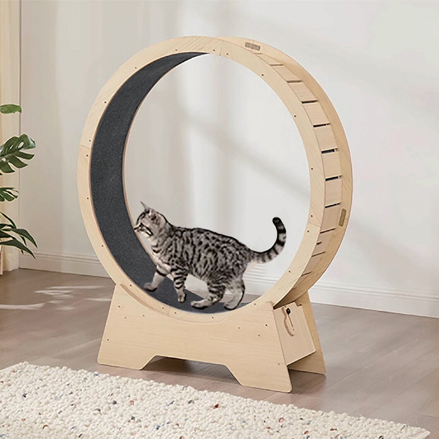 Cat Running Wheel - Natural Image 2