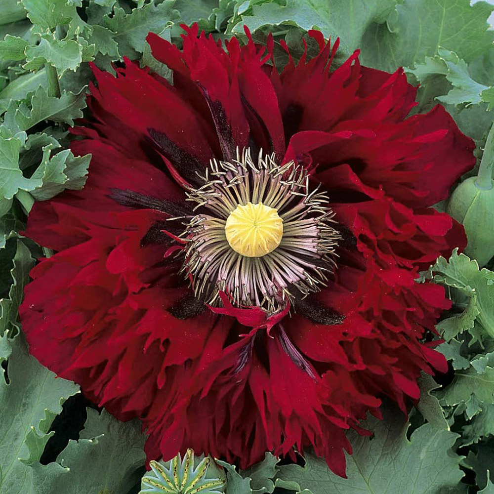 Thompson and Morgan Poppy Seriously Scarlet Seeds Image