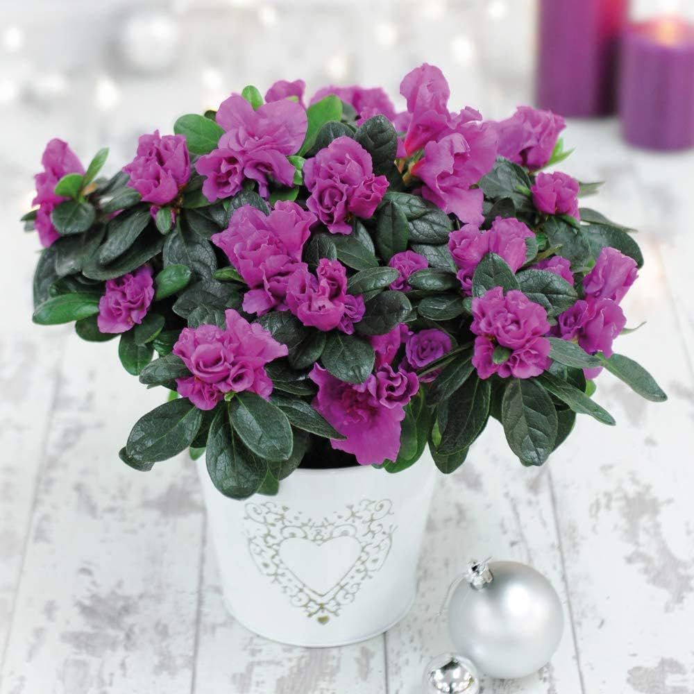 Thompson and Morgan Christmas Gift Azalea Purple Rosebud Plant Pot 14cm 2 Pack Image 1