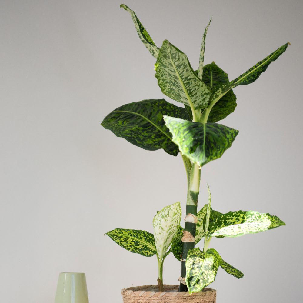 Thompson and Morgan Dieffenbachia Maculata Reflector Plant Pot 17cm 2 Pack Image 4