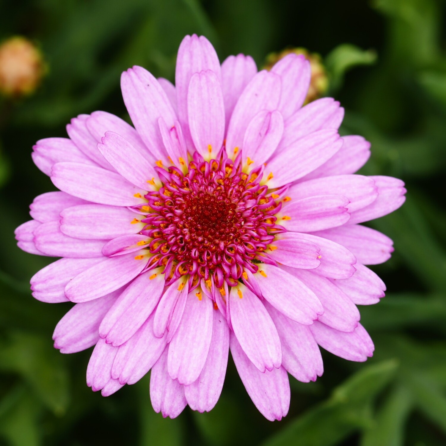 Argyranthemum Bedding - Purple Image