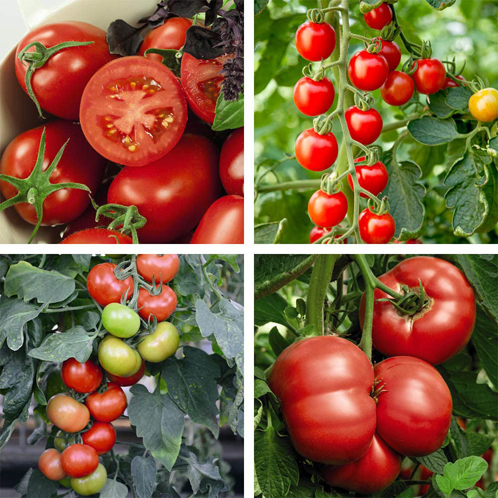 Thompson and Morgan Tomato Grafted Crimson Collection Plant Pot 9cm 8 Pack Image 1