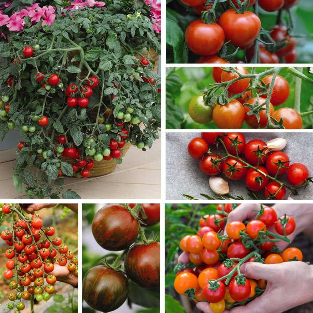 Thompson and Morgan Nurserymans Choice Tomato Postiplugs 6 Pack Image 1