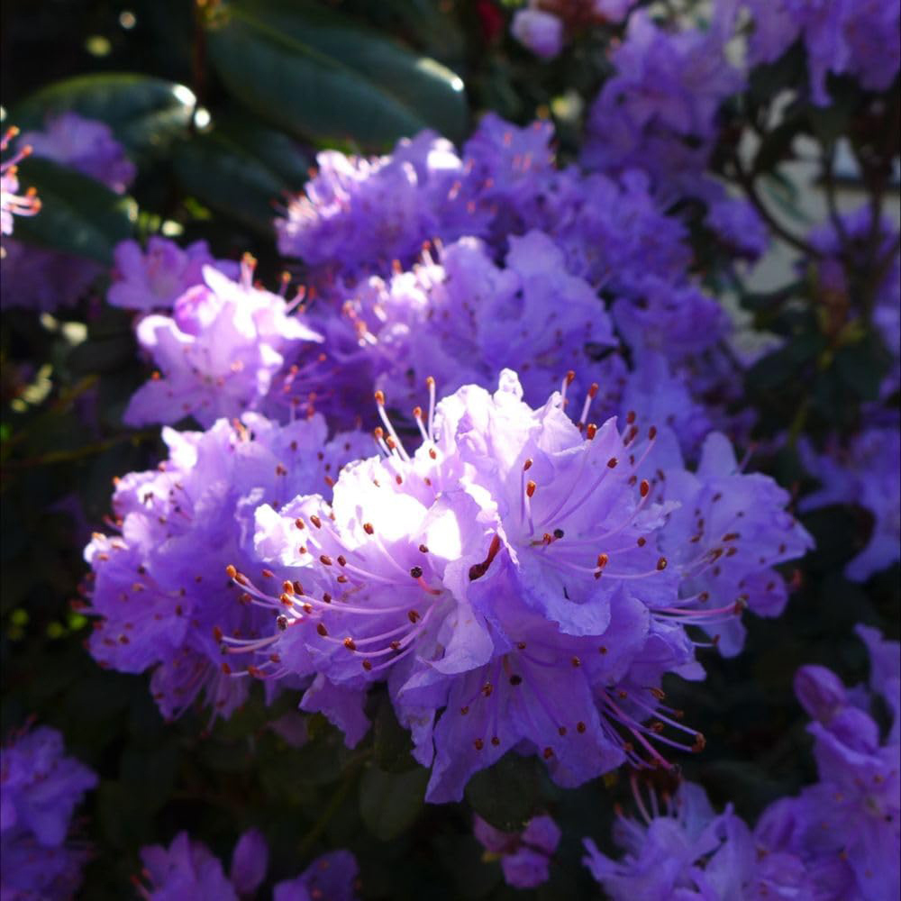 Thompson and Morgan Rhododendron Dwarf Blue Plant Pot 2L 2 Pack Image 2