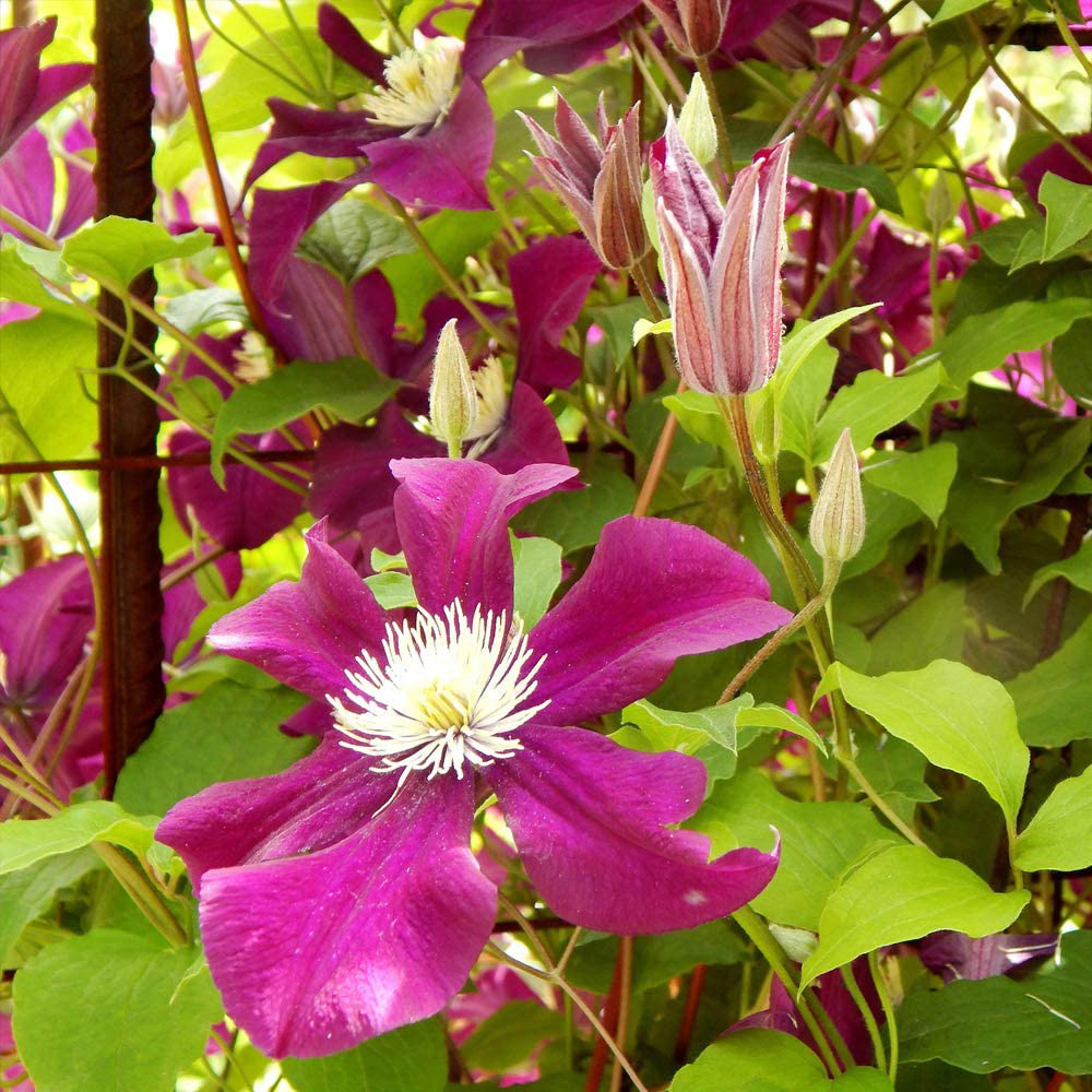 Thompson and Morgan Clematis Ernest Markham Plant Pot 1.7L Image 2