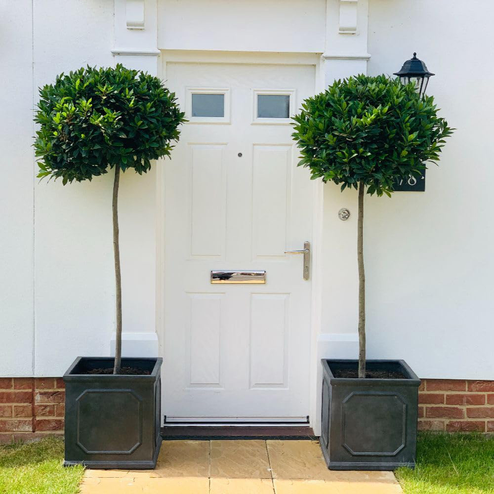 Thompson & Morgan Laurus Nobilis Bay Plant Pot 22cm 2 Pack Image 1