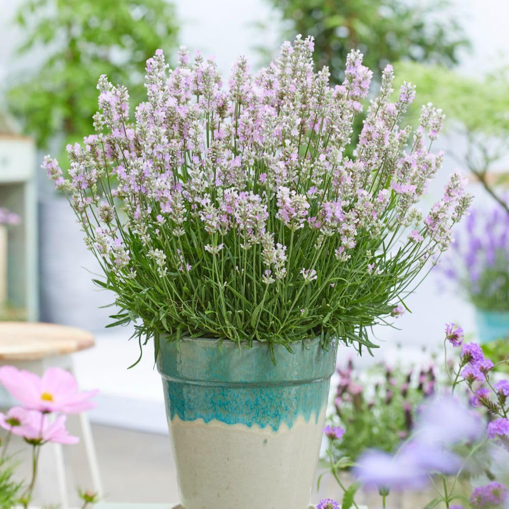Thompson and Morgan Lavandula Angustifolia BeeZee Pink Plant Pot 2L Image 2