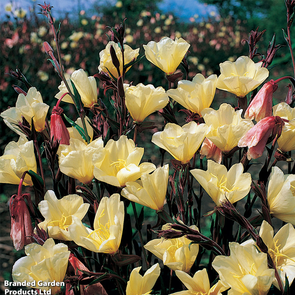 Thompson & Morgan Oenothera Lemon Sunset Seeds Image 2