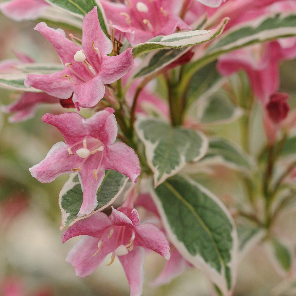 Thompson and Morgan Weigela Florida Variegata Plant Pot 9cm 2 Pack Image 2