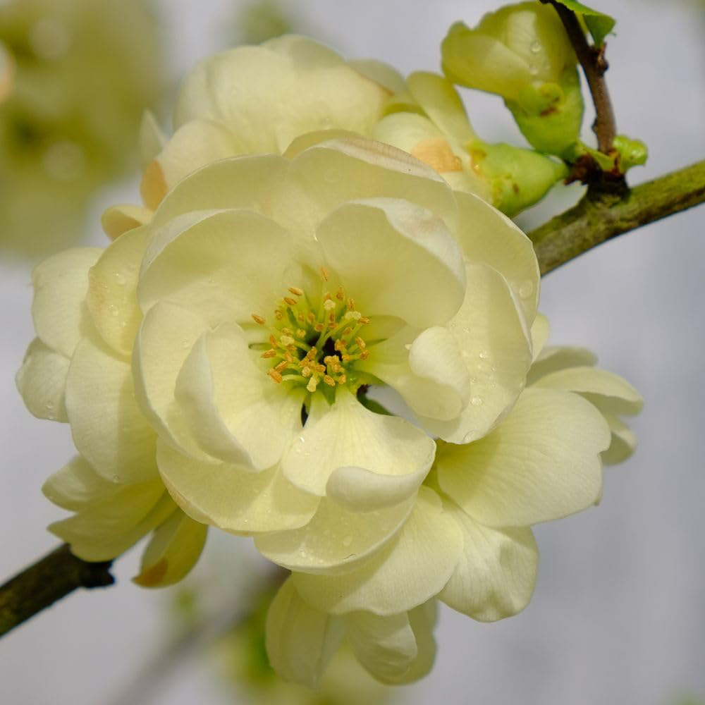 Thompson and Morgan Chaenomeles Lemon Sorbet Plant Pot 9cm Image 1