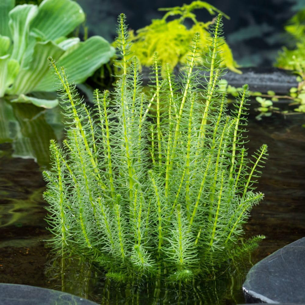 Thompson & Morgan Hippuris Vulgaris Oxygenating Plant Pot 9cm Image 1