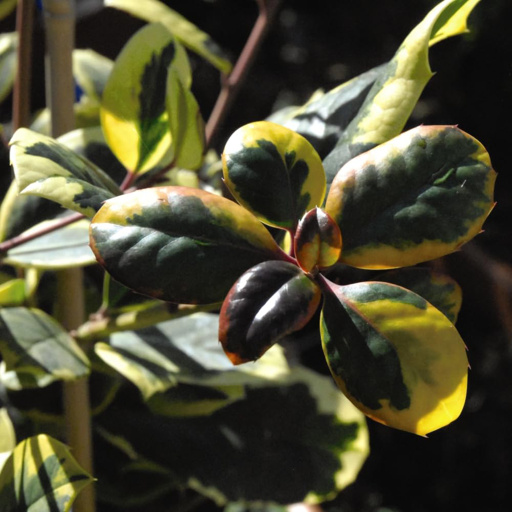 Thompson and Morgan Ilex Holly Altaclerensis Golden King Potted Plant 3L Image 3